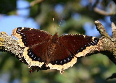 Different Types Of Moths In Wisconsin